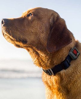 GPS for dogs & cats